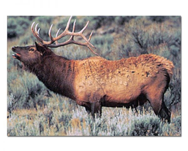 Elk img010-Tru-Life-Archery-Animal-Targets-LARGE