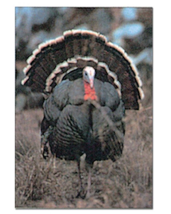 Turkey B - img011-Tru-Life-Archery-Animal-Targets-MEDIUM