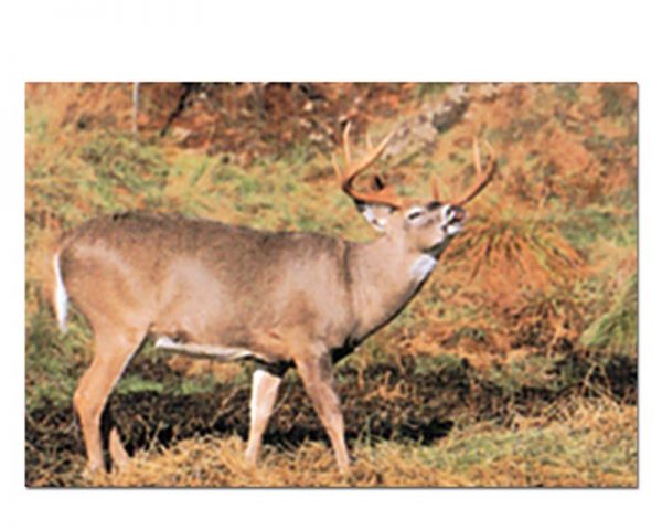 Deer Type B - img019-Tru-Life-Archery-Animal-Targets-LARGE