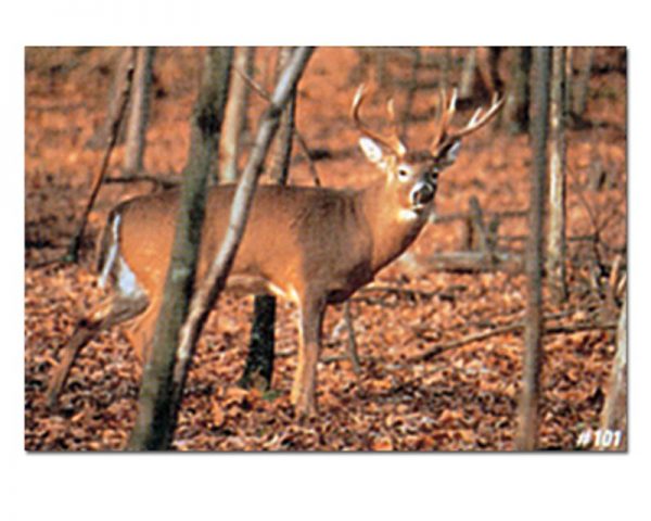Deer Type C - img020-Tru-Life-Archery-Animal-Targets-LARGE