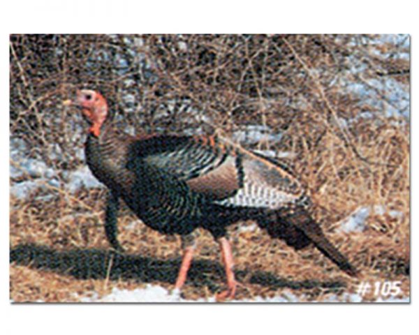 Turkey A - img022-Tru-Life-Archery-Animal-Targets-MEDIUM